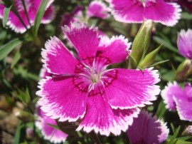 dianthus