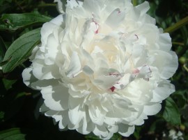 peony