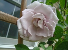 light lavender rose