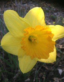 SJ's Daffodil Daffodil
