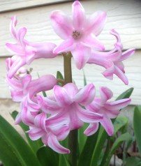 SJ's Pink Hyacinthus Pink Hyacinthus