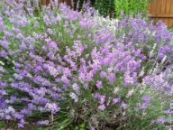 Blooming Lavender Blooming Lavender