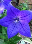 Balloon flower