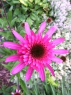 Coneflower Coneflower